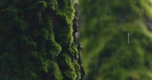 Yağmur Damlalarıyla Dolu Yeşil Orman Arka Planı Yavaş Çekimde Yüksek — Stok video