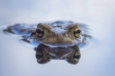 Suda yansıması olan sıradan kara kurbağası gözleri - Bufo bufo. Yüksek kalite fotoğraf