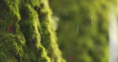 Yağmur damlalarıyla dolu yeşil orman arka planı yavaş çekimde. Yüksek kalite 4k görüntü