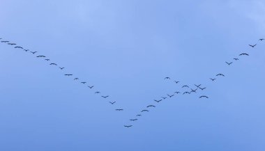 Mavi gökyüzünde uçan bir Goose grubu. Yüksek kalite fotoğraf
