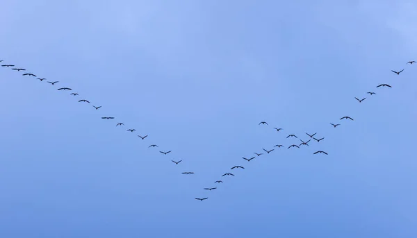 Mavi Gökyüzünde Uçan Bir Goose Grubu Yüksek Kalite Fotoğraf — Stok fotoğraf