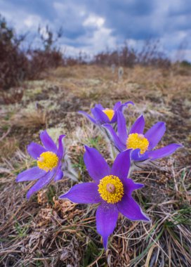 Pasqueflowers - Pulsatilla patens, İlkbaharda ormanda çiçek. Yüksek kalite fotoğraf