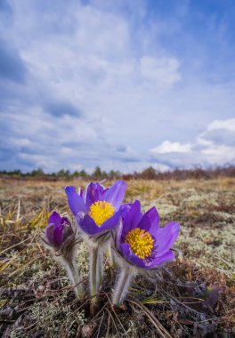 Pasqueflowers - Pulsatilla patens, İlkbaharda ormanda çiçek. Yüksek kalite fotoğraf