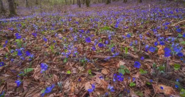 Anemone Hepatica Hepatica Nobilis Liverwort Floración Primavera Bosque Timelapse Dolly — Vídeo de stock