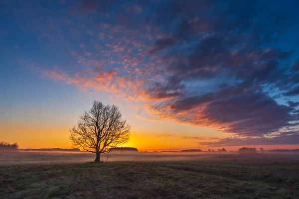 Verträumte Morgenlandschaft Mit Einem Baum Hochwertiges Foto — Stockfoto