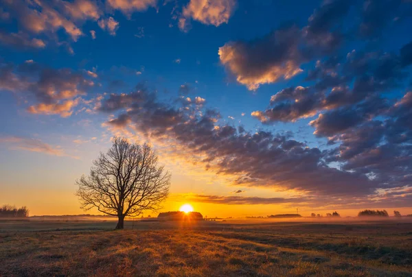 Мечтательный Утренний Пейзаж Деревом Высокое Качество Фото — стоковое фото