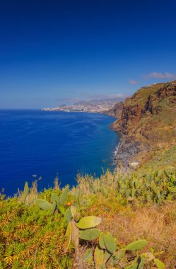 Opuntia kaktüsü Madeira adasının güneşli bir manzarasında yetişiyor. Yüksek kalite fotoğraf
