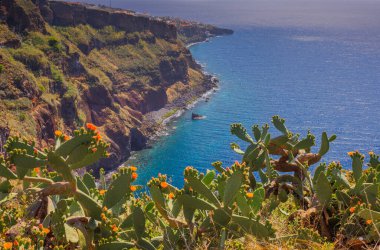 Opuntia kaktüsü Madeira adasının güneşli bir manzarasında yetişiyor. Yüksek kalite fotoğraf