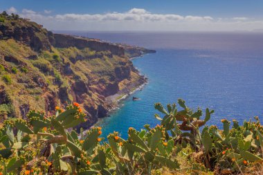 Opuntia kaktüsü Madeira adasının güneşli bir manzarasında yetişiyor. Yüksek kalite fotoğraf
