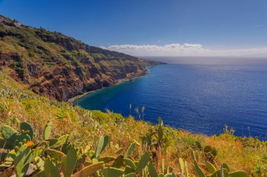 Opuntia kaktüsü Madeira adasının güneşli bir manzarasında yetişiyor. Yüksek kalite fotoğraf