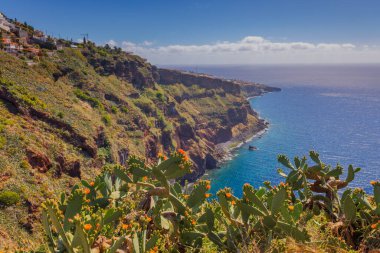Opuntia kaktüsü Madeira adasının güneşli bir manzarasında yetişiyor. Yüksek kalite fotoğraf