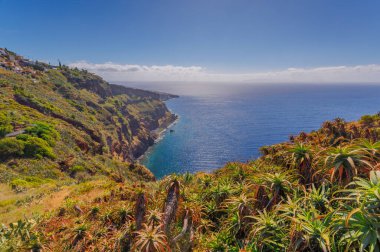 Kaktüs, Madeira adasının güneşli bir arazisinde yetişiyor. Yüksek kalite fotoğraf