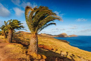 Madeira manzarası, bir palmiye ağacı, Madeira arka planı. Yüksek kalite fotoğraf