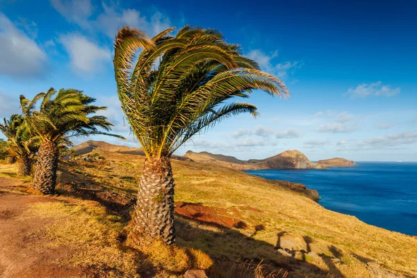 Madeira Landschap Met Een Palmboom Achtergrond Van Madeira Hoge Kwaliteit — Stockfoto