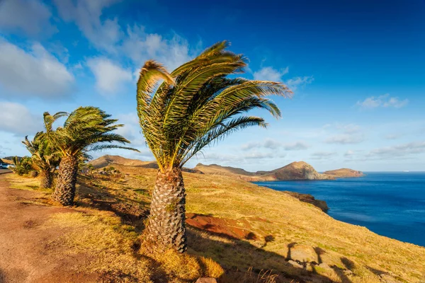 Madeira Landschap Met Een Palmboom Achtergrond Van Madeira Hoge Kwaliteit — Stockfoto