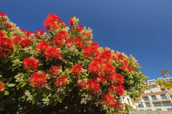 Острове Мадейра Цветут Прекрасные Красные Цветы Высокое Качество Фото — стоковое фото