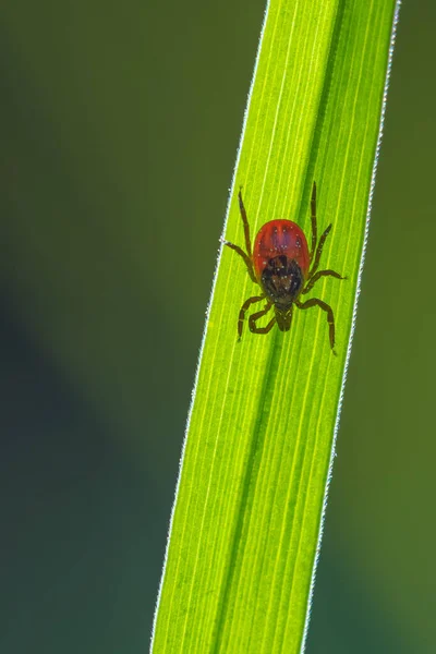 Close-up of red tick on nettle leaf. Ixodes ricinus. Urtica dioica. Dangerous infectious parasite on green plant. Carrier of encephalitis and borreliosis infections.