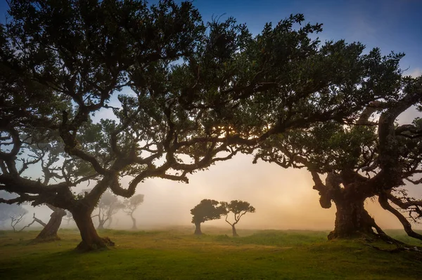 stock image Fanal forest , old mystical tree in Madeira island, Unesco. High quality photo