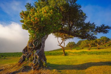 Fanal Ormanı, Madeira Adası, Unesco 'daki eski mistik ağaç. Yüksek kalite fotoğraf