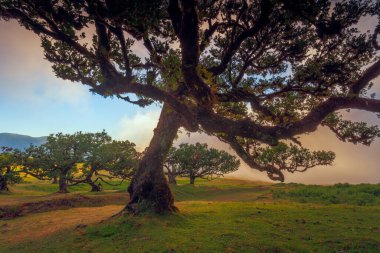 Fanal Ormanı, Madeira Adası, Unesco 'daki eski mistik ağaç. Yüksek kalite fotoğraf