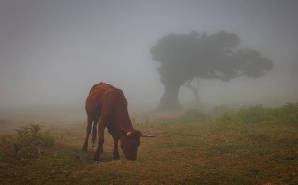 Cow in the foggy fields Of Madeira Island, Fanal forest. High quality photo