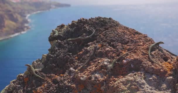 マデイランの壁は岩の上にトカゲ Lacerta Dugesii 高品質4K映像 — ストック動画