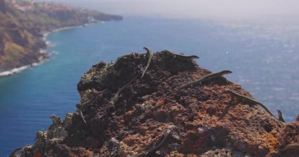 Madeiran Wall Lizards Rock Lacerta Dugesii Imágenes Alta Calidad — Vídeos de Stock