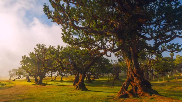 Fanal Ormanı, Madeira Adası, Unesco 'daki eski mistik ağaç. Yüksek kalite fotoğraf