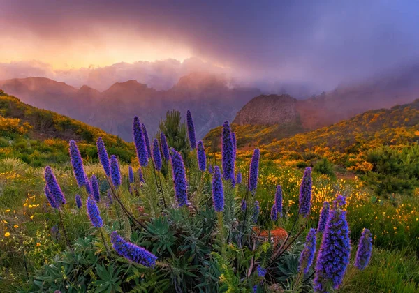 Stolz Auf Madeira Blumen Den Bergen Schöne Abendlandschaft Frühling Auf — Stockfoto