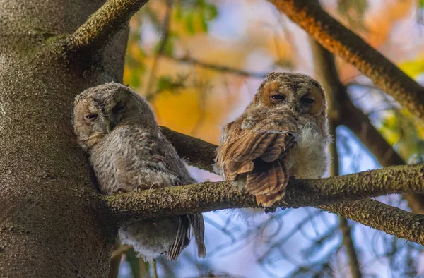 Peering Natures Wonders Tawny Owl Syskon Högkvalitativt Foto — Stockfoto