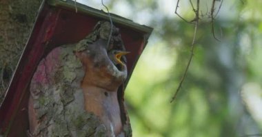 Hadi Starling, Sturnus vulgaris. Yavrusunu besleyen bir kadın. Yüksek kalite 4k görüntü