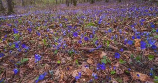 Anemone Hepatica Hepatica Nobilis Liverwort Floración Primavera Bosque Timelapse Dolly — Vídeo de stock