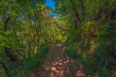 Levada 'nın Madeira' daki devriyelerinden bir görüntü. Yüksek kalite fotoğraf