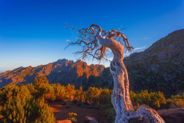 Madeira 'nın en yüksek tepesi olan Pico Ruivo yakınlarında yalnız bir ölü ağaç. Yüksek kalite fotoğraf