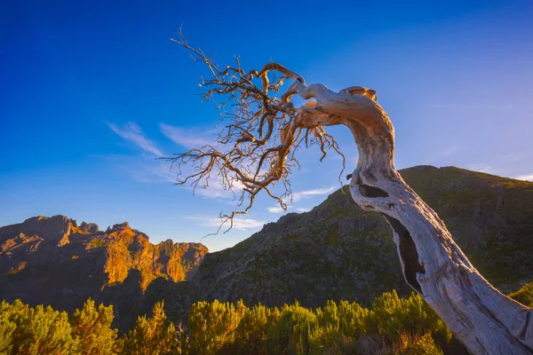 Самотнє Мертве Дерево Біля Найвищого Піку Піко Руїво Фотографія Високої — стокове фото