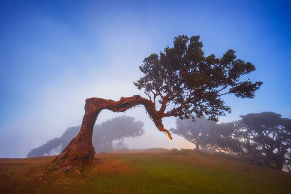 Фанальний Ліс Старе Містичне Дерево Острові Мадейра Унеско Фотографія Високої — стокове фото
