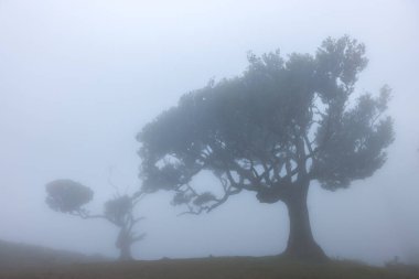 Fanal Ormanı, Madeira Adası, Unesco 'daki eski mistik ağaç. Yüksek kalite fotoğraf