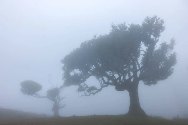 stock image Fanal forest , old mystical tree in Madeira island, Unesco. High quality photo