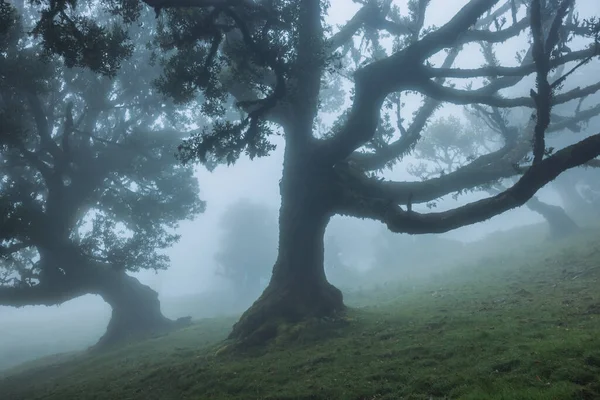 stock image Fanal forest , old mystical tree in Madeira island, Unesco. High quality photo