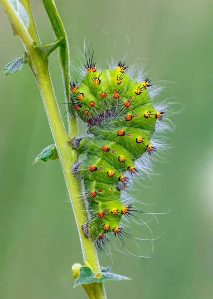 Emperor Moth Caterpillar Saturnia Pavonia High Quality Photo — Stock Photo, Image