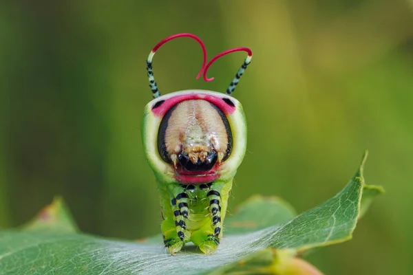 Piękna Gąsienica Przerażającej Pozie Unikalne Zachowanie Zwierząt Wysokiej Jakości Zdjęcie — Zdjęcie stockowe