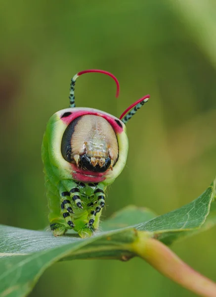 恐ろしいポーズで美しい冬虫夏草 ユニークな動物の行動 高品質の写真 — ストック写真