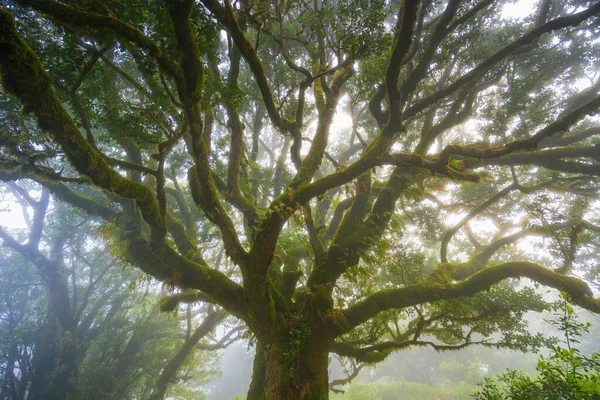 Фанальний Ліс Старе Містичне Дерево Острові Мадейра Унеско Фотографія Високої — стокове фото