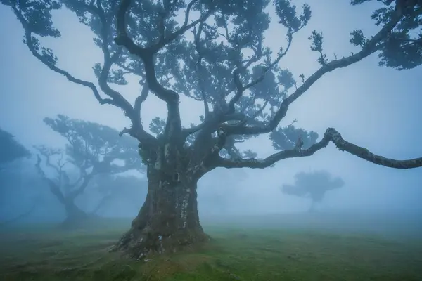 Floresta Anal Árvore Mística Antiga Ilha Madeira Unesco Foto Alta — Fotografia de Stock