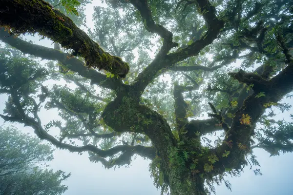 Фанальний Ліс Частина Корінного Лісу Лаурісілва Знаходиться Мадейрі Високоякісна Фотографія — стокове фото