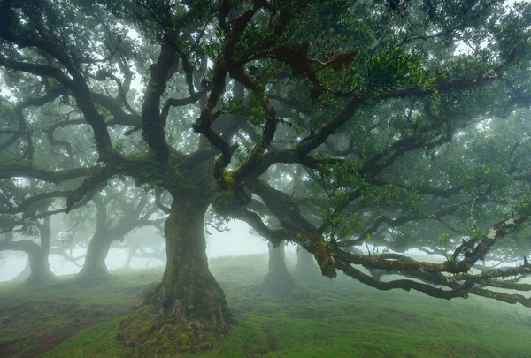 Bosque Fanal Parte Del Bosque Indígena Laurisilva Encuentra Madeira Foto — Foto de Stock