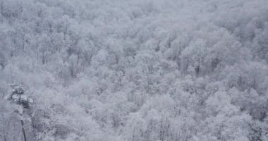Kış mevsimi. Kar fırtınasından sonra kar ormanlarının havadan görünüşü. Yüksek kalite 4k görüntü