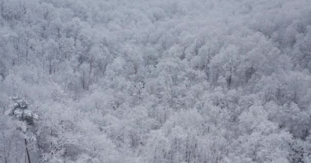 冬のシーズン 吹雪後の森林に覆われた雪の空中観測 高品質の4K映像 — ストック動画