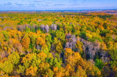 Yukarıdaki renkli sonbahar ormanı bir dronla ele geçirilmiş. Doğal mevsimsel manzara arka planı. Yüksek kalite fotoğraf
