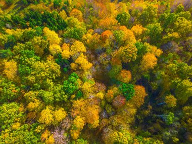 Yukarıdaki renkli sonbahar ormanı bir dronla ele geçirilmiş. Doğal mevsimsel manzara arka planı. Yüksek kalite fotoğraf